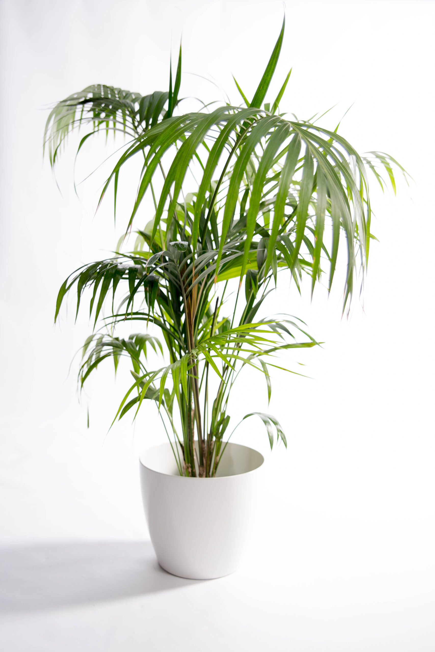 Kentiapalm in elegante pot